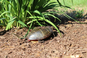 żółw w ogrodzie  © Reklamatic