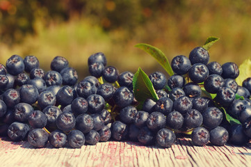 Black mountain ash against a textural old wooden surface. Black-fruited mountain ash - an autumn background