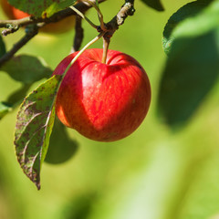 Apfel am Baum