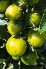 grüne Zebratomate am Strauch