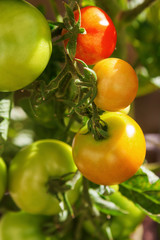 Tomaten
