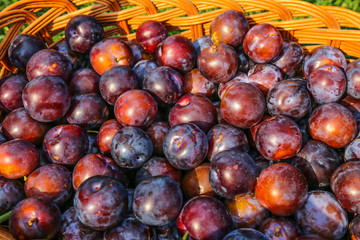 Plum on nature basket