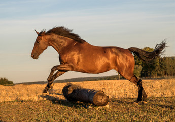 Ein braunes Hollsteiner Warmblut im Sprung © KK-Fotografie