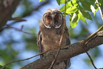 young long eared owl