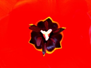 Fototapeta na wymiar red poppy