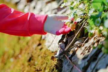 Strawberries  in the garden