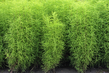 Зеленая трава, текстура