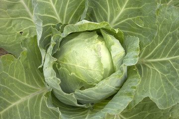 Cabbage