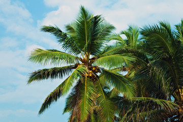 Fototapeta na wymiar Coconut palm trees against the sky