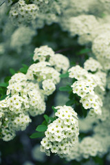 Bush with white flowers
