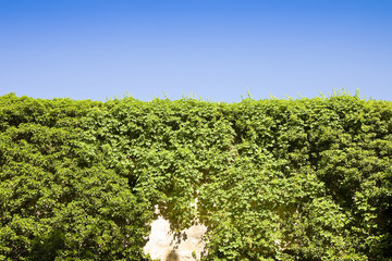 Brick wall covered in ivy against a blue sky - image with copy space