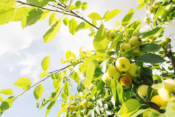 green apples on a tree