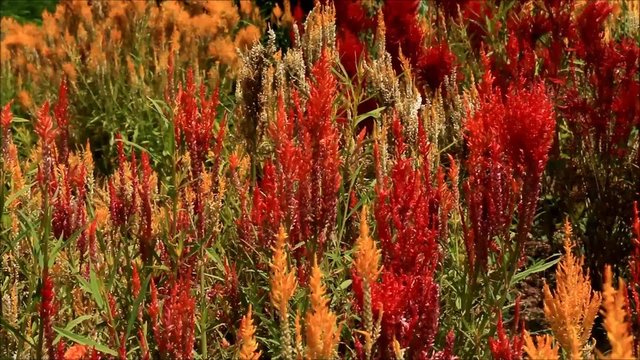 red adn yellow flower