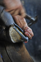 Farrier shoeing a horse hoof