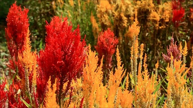 red adn yellow flower