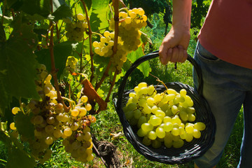 Malvasia grape harvest