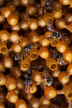 Stingless Bee Closeup