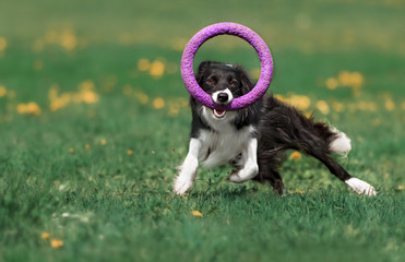Running border collie