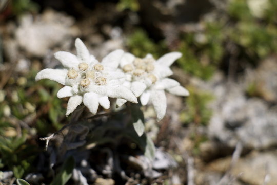 Edelweiss