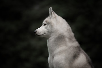 A husky wolf dog portrait