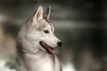 A husky wolf dog portrait