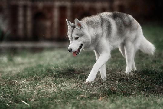 A husky wolf dog portrait