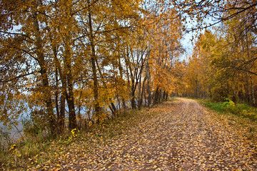 Fototapeta premium mellow autumn on river bank