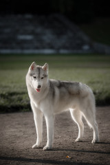 A husky wolf dog portrait