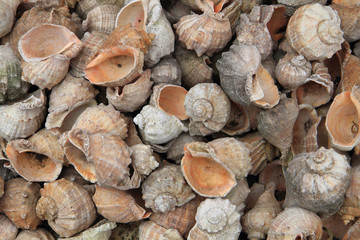 sea shells background