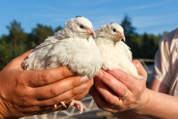 Two quail in human hands