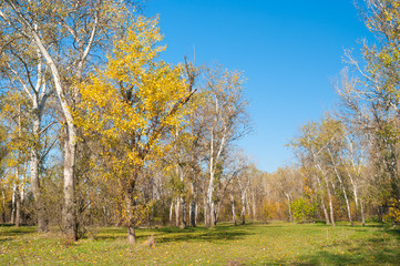 Simple fall landscape with forest clearing in central Ukraine