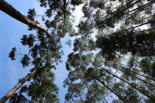 Visão do céu numa Floresta de eucaliptos