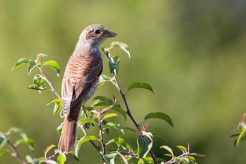 young Shrike