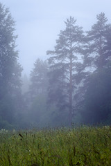 The evening fog in the forest. Russian nature