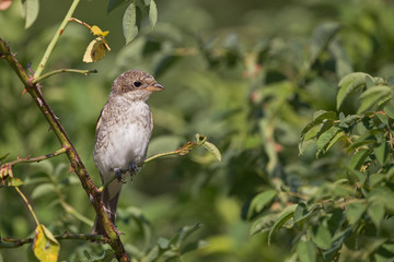 young Shrike