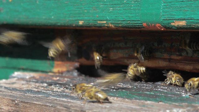 Bees at the beehive