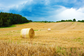  Field of grain.