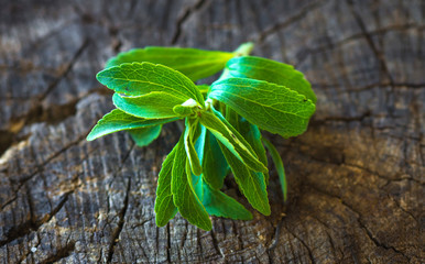 fresh stevia leaves
