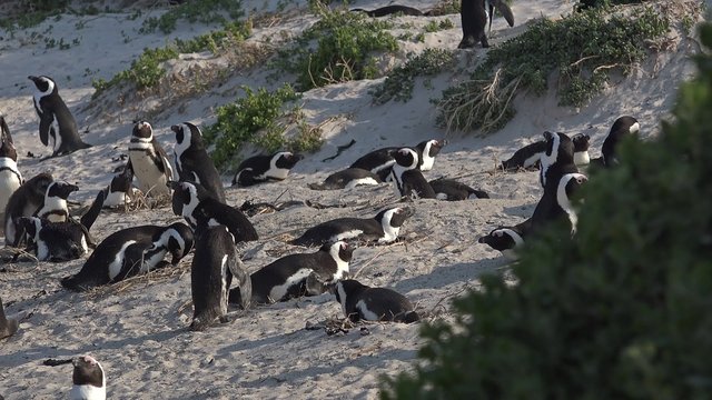 Penguins in Simonstown (South Africa)