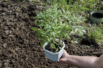 Organic farming of tomato in green house. Hands holding seedlings in the pot. 