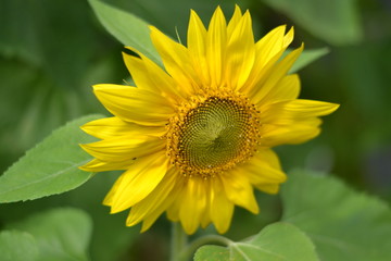 Obraz premium zonnebloem