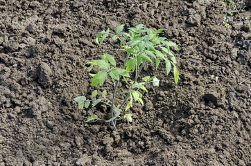 Organic farming of tomato in green house. Plant seedlings. 