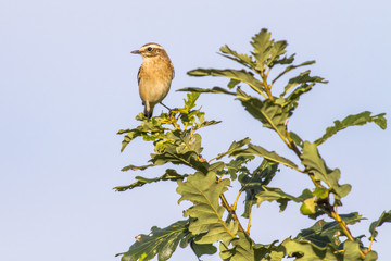 Braunkehlchen (Saxicola rubetra)