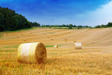  Field of grain.