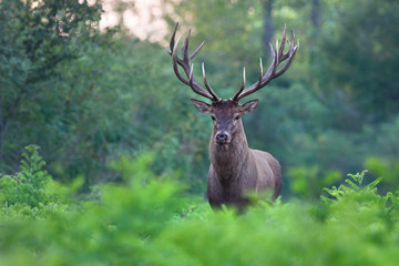 Obraz premium Great red deer stag in a forest.