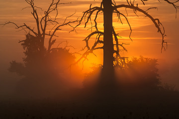 Foggy morning with tree and sunrise.