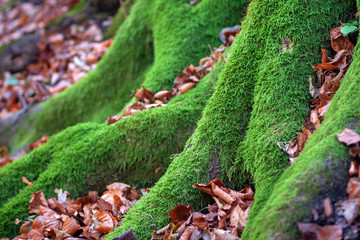 Root of tree with moss and autumn leaves.