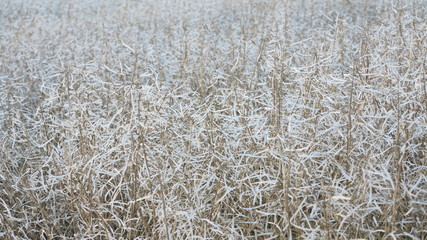 raps reif für die ernte