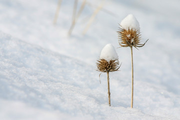 Dry thistle covered with snow.