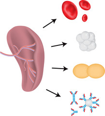 The Spleen Physiology